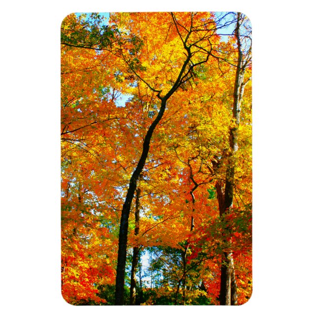 Fall Foliage im Park Magnet (Vertikal)