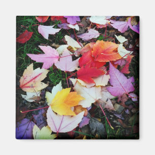 Fall Foliage Magnet