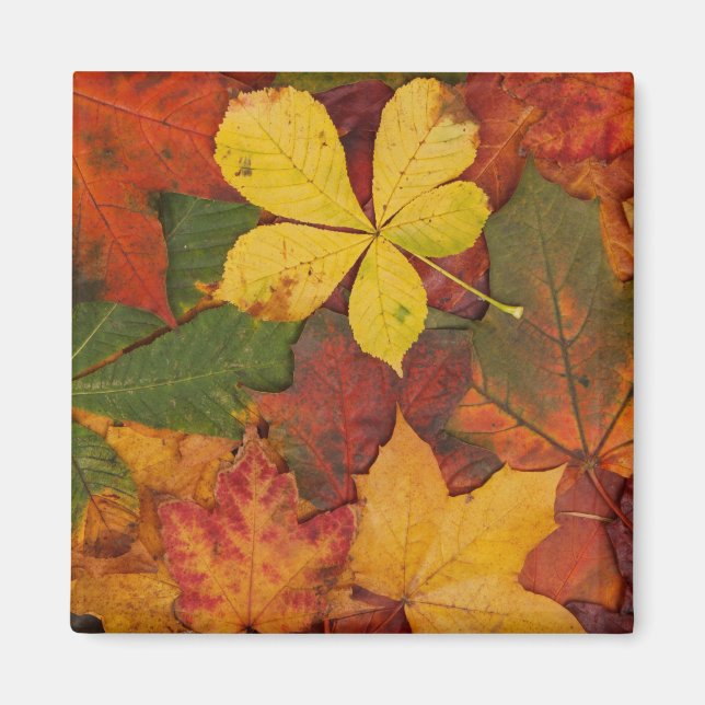 Fall Foliage Magnet (Vorne)