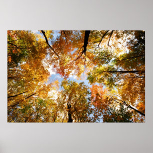 Fall Foliage Poster