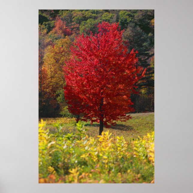 Fall Foliage Poster (Vorne)