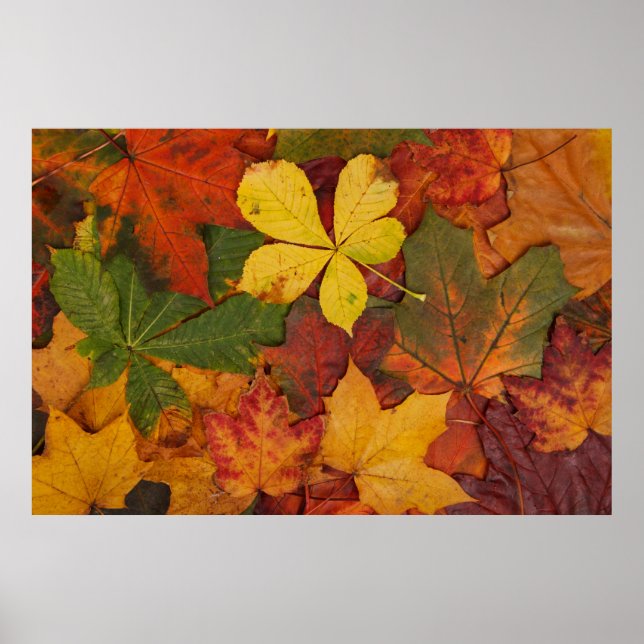 Fall Foliage Poster (Vorne)