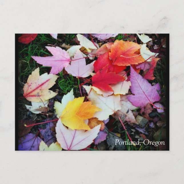 Fall Foliage Postkarte (Vorderseite)
