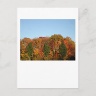 Fall Foliage Postkarte