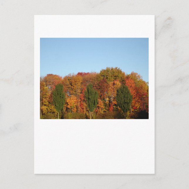 Fall Foliage Postkarte (Vorderseite)