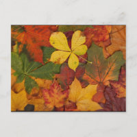 Fall Foliage