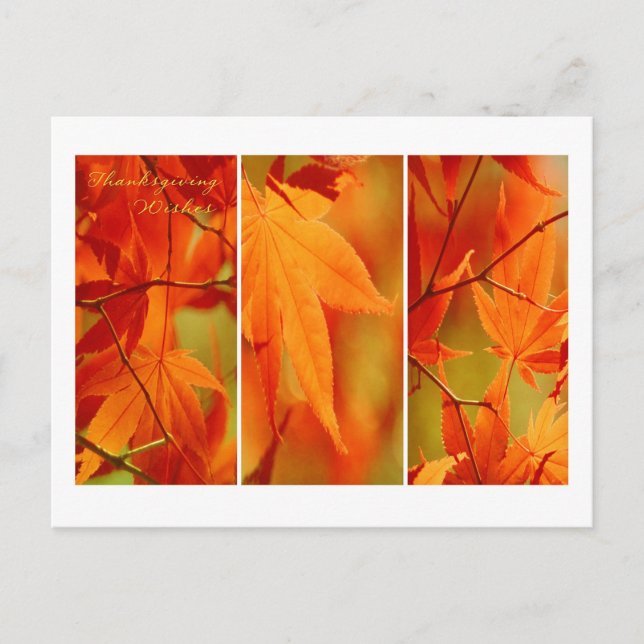 Fall Foliage Trio Happy Thanksgiving Postkarte (Vorderseite)