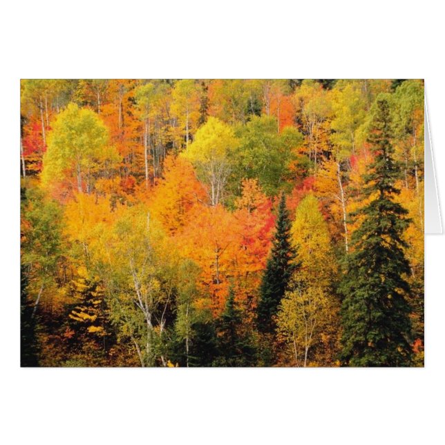 Fall Foliage Valley (Vorderseite (Horizontal))