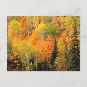 Fall Foliage Valley Postkarte