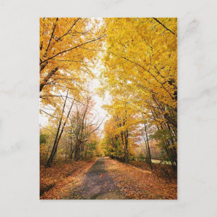 Fall Foliage Walking Path Postkarte