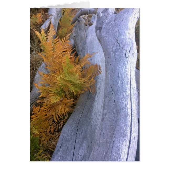 Fall Forest Brackens (Vorne)