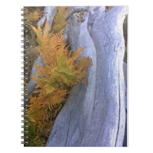 Fall Forest Brackens Notizblock