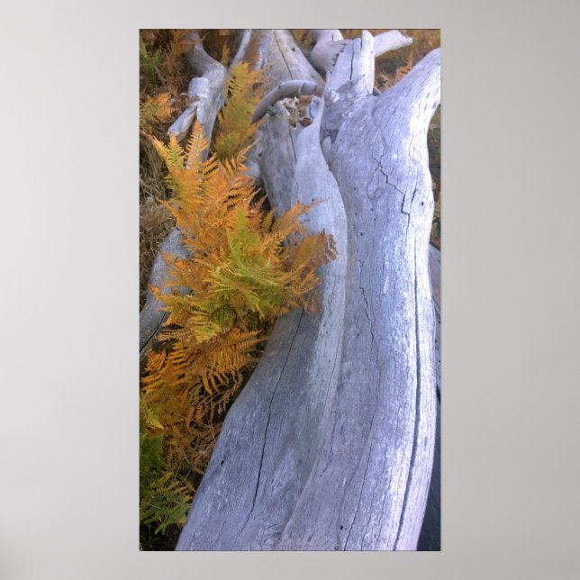 Fall Forest Brackens Poster (Vorne)