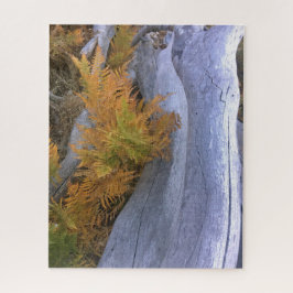Fall Forest Brackens Puzzle