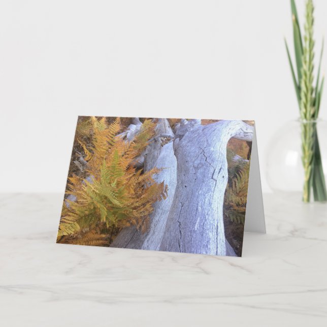 Fall Forest Karte (Vorderseite)