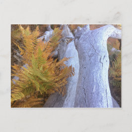 Fall Forest Postkarte