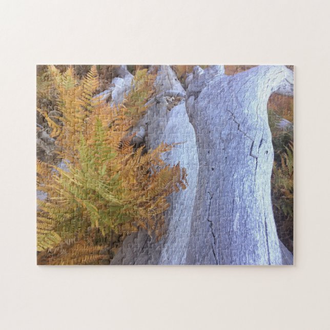 Fall Forest Puzzle (Horizontal)