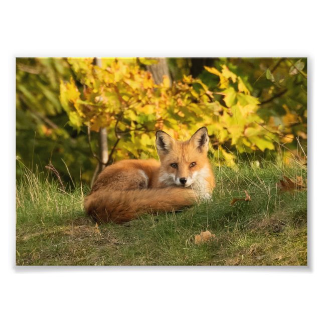 Fall Fox Fotodruck (Vorne)