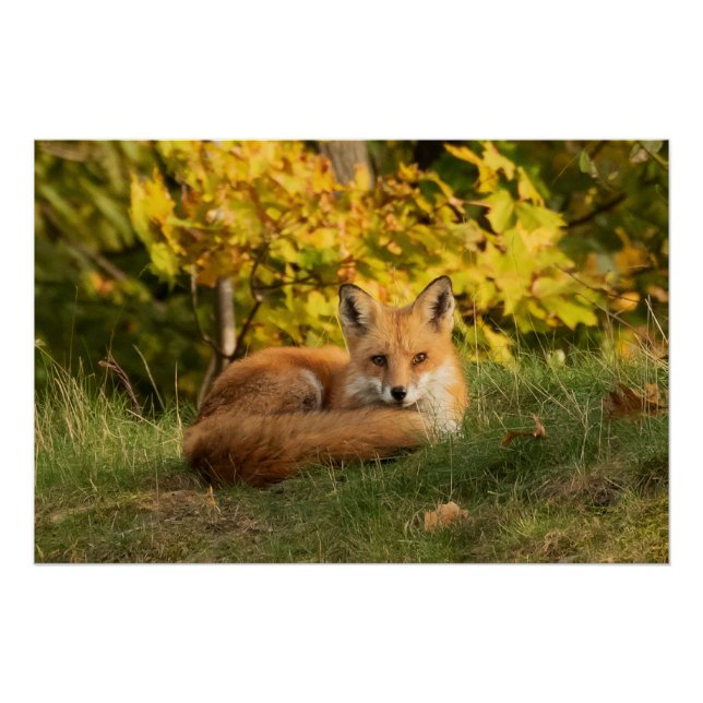 Fall Fox Poster (Vorderseite)