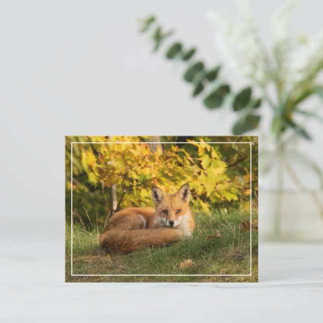 Fall Fox Postkarte (Stehend Vorderseite)