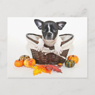 Fall French Bulldog Postkarte