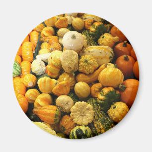 Fall Gourds Magnet