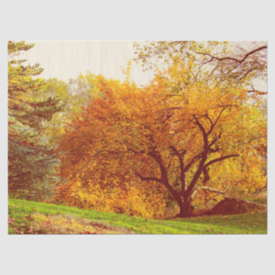 Fall-Herbst-LandschaftsFoto von Central Park Seidenpapier