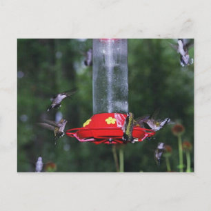 Fall Hummingvogel Postkarte