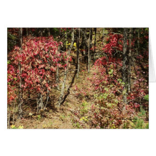 Fall in das Smokies