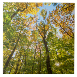 Fall in einem Wald in Amesbury, Massachusetts Fliese