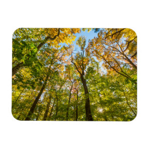 Fall in einem Wald in Amesbury, Massachusetts Magnet