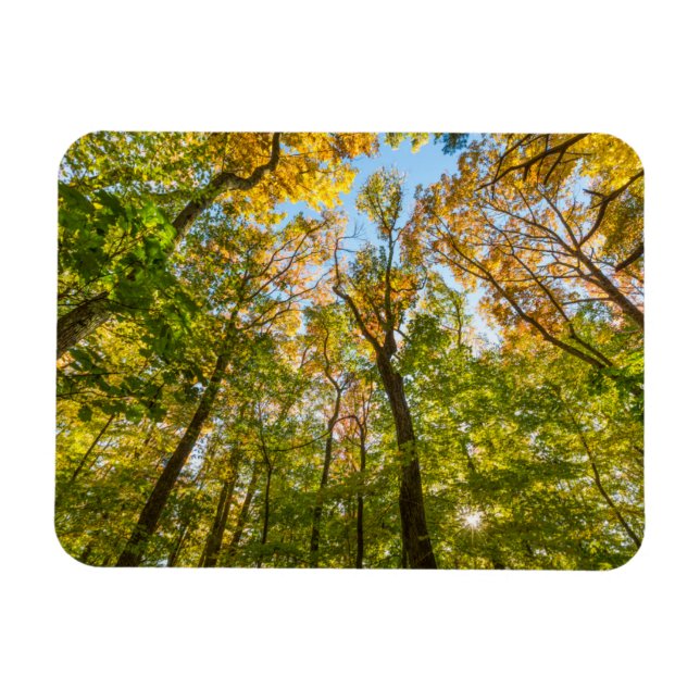 Fall in einem Wald in Amesbury, Massachusetts Magnet (Horizontal)