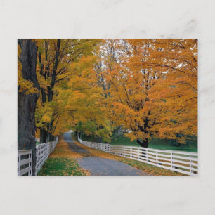 Fall in New Hampshire Postkarte