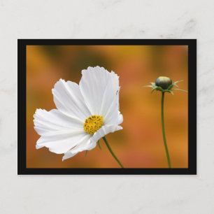 Fall in North Conway New Hampshire Postkarte