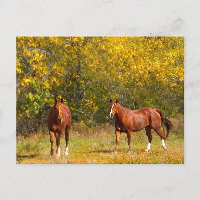 Fall Kastanienpferde Postkarte (Vorderseite)