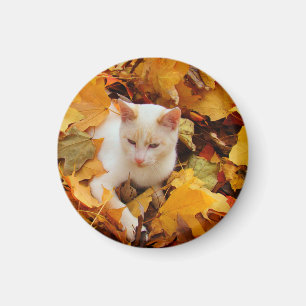 Fall-Katzen-Magnet Magnet