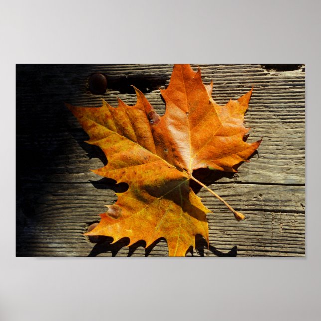 Fall Leaf Poster (Vorne)