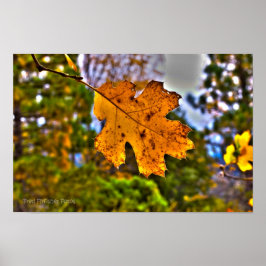 Fall Oak Leaf HDR. Poster