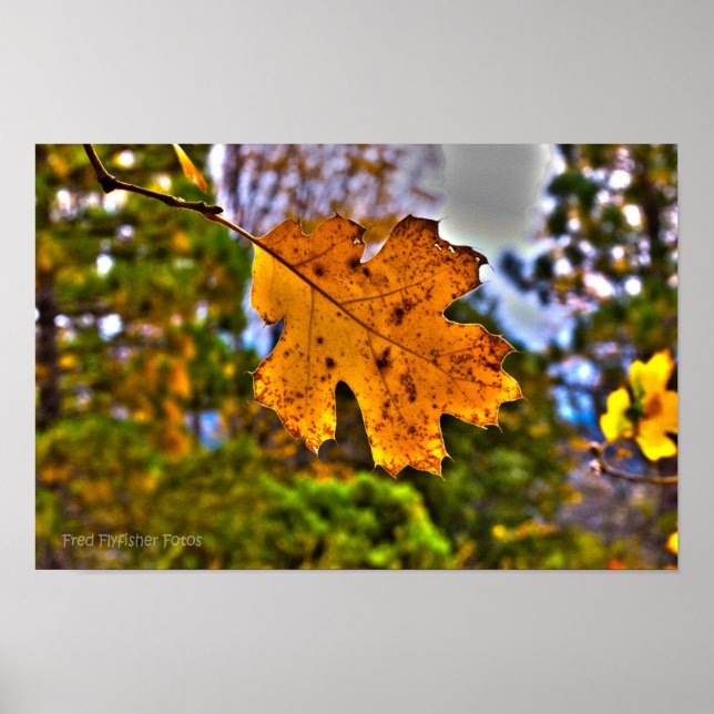 Fall Oak Leaf HDR. Poster (Vorne)