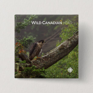 Fall - Peregrine Falcon Button