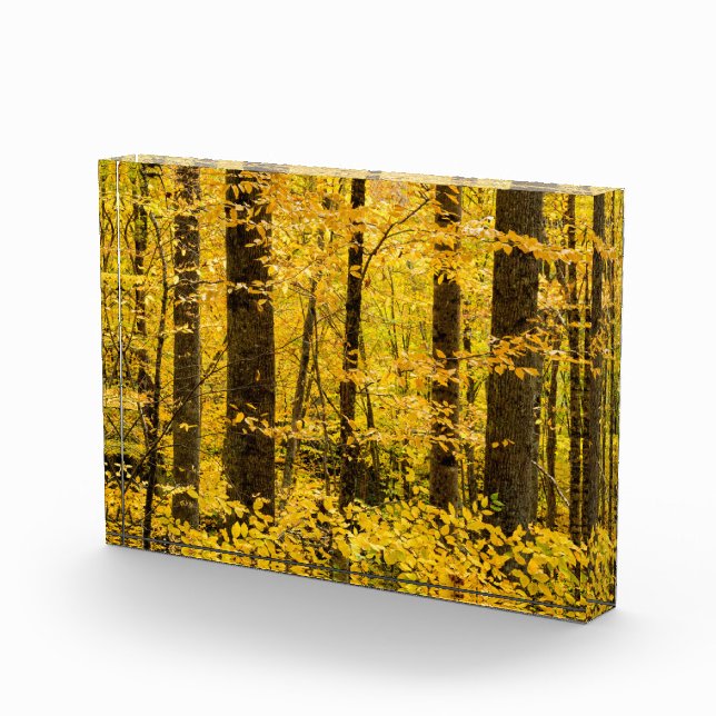 Fall Pisgah National Forest Fotoblock (Rechts)