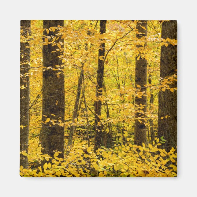 Fall Pisgah National Forest Magnet (Vorne)