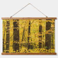 Fall Pisgah National Forest