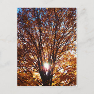 Fall Postkarte