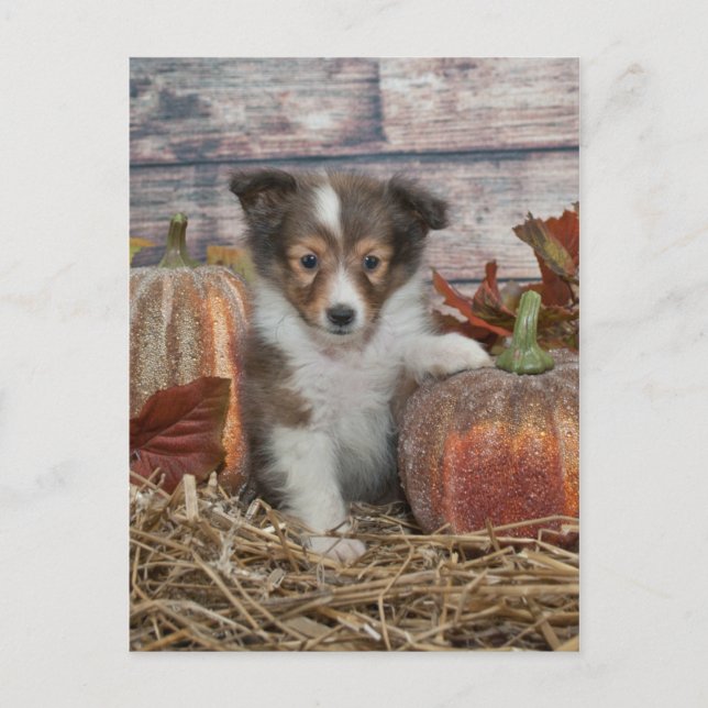 Fall Sheltie Puppy Postkarte (Vorderseite)