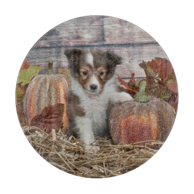 Fall Sheltie Puppy Schneidebrett (Vorderseite)