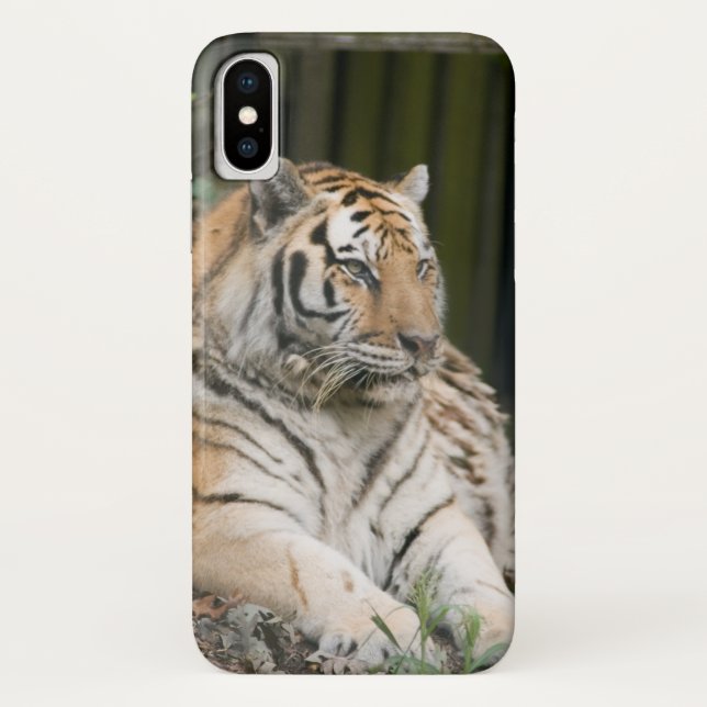 Fall Siberian Tiger Tigress Case-Mate iPhone Case-Mate iPhone Hülle (Rückseite)