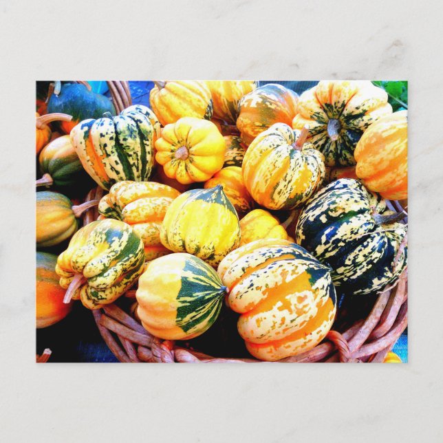 Fall Squash Postkarte (Vorderseite)