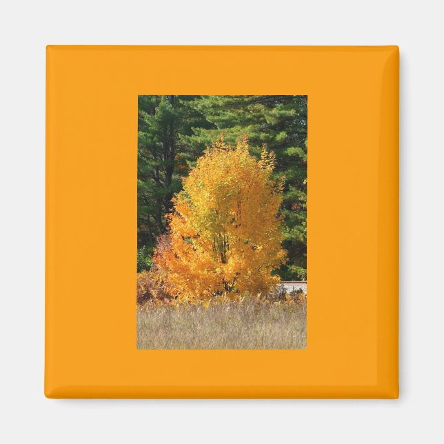 Fall Tree Magnet (Vorne)