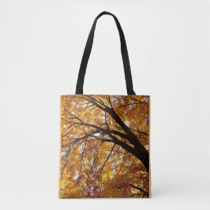 Fall Tree Shadows